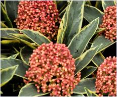 Skimmia japonica 'Magic Marlot' VN