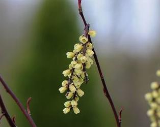 StachyuruschinCelina