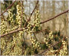 Stachyurus praecox bloeiwijzeLR