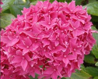 Hydrangea macrophylla 'Tovelit'