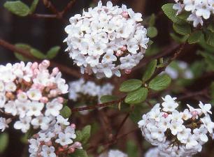 Viburnum burkwoodii 'Anne Russel'