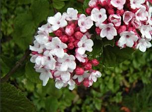 Viburnum carlesii 'Aurora'