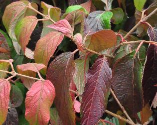 ViburnumplicatumKilimandjaroherfstkleuren