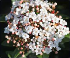 Viburnum tinus 'Spirit'