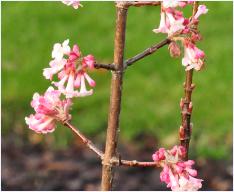 Viburnum x bodnantense 'Charles Lamont' flowers