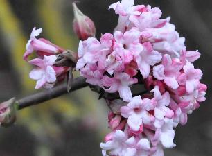 Viburnum bodnandense