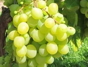 Vitis_vinifera_'Chasselas_Musque'_vn_vert