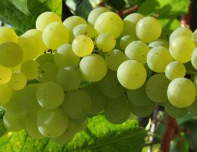 Vitis_vinifera_'Chasselas_Musque'_vn_vert