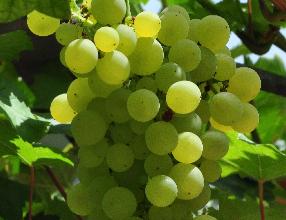 Vitis_vinifera_'Chasselas_Musque'_vn