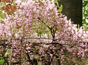 WisteriafloribundaHonbeniRozeregen