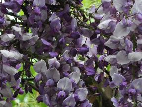 WisteriasinensisAmethyst2