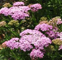 Achillea 'Wonderful Wampee' vn