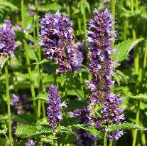 Agastache hybride 'Black Adder' bloem closeup