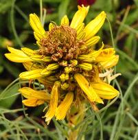 Asphodeline lutea bloem