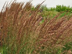 Calamagrostis acutiflora 'Overdam'