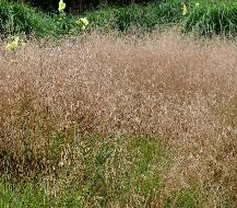 Deschampsia cespitosa 'Goldschleier' 2