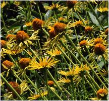 Echinacea 'Maui Sunshine' groepsbeplanting