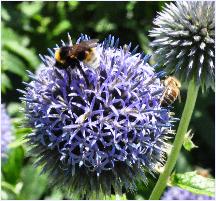 Echinops 'Blue CLoud' bijenplant closup 2