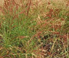 Eragrostis liefdegras habitus