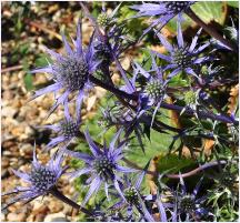 Eryngium bourgatii closeup gravelgarden