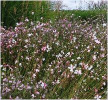 Gaura Lindheimery panorama