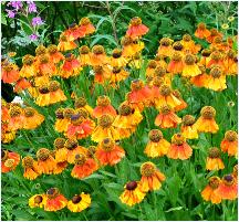 Helenium 'Sahins Earlyflowerer 'in border2