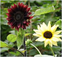 Helianthus 'black magic' panoramisch