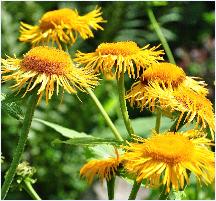 Inula helenium alant bloemen closeup