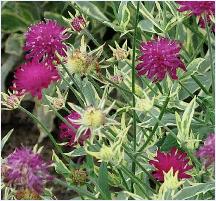 Knautia macedonica 'Thunderand Lightning 'vn Sunny Border Nurseries inc