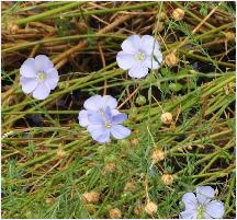 Linum usitatissimum Linaceae vlasfamilie