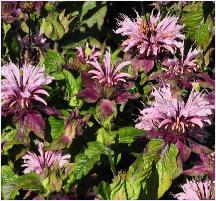 Monarda 'Beauty of Cobham' bloemen vnn