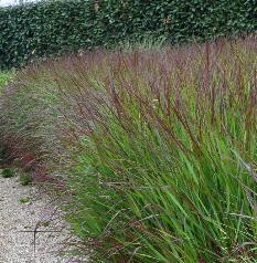 Panicum virgatum 'Squaw'