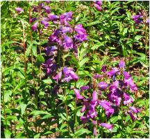 Penstemon 'Sour Grapes' habitus foto