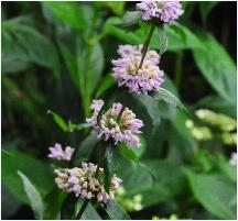 Phlomis tuberosa 'Amazone bloemen vnnn