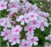 Phlox paniculata 'EDENTUIN' VNN