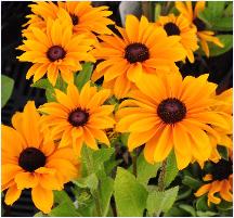 Rudbeckia hirta 'Tiger Eye Gold'