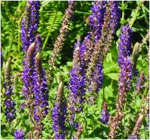 Salvia 'Blauer Reiter' closeup bloemen vn