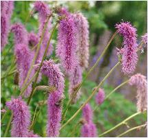 Sanguisorba 'Hakusanense'VNN