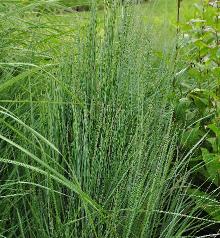 Schizachyrium 'The Blues' habitus