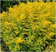 Solidago 'Golden Mosa' habitus border fotovn