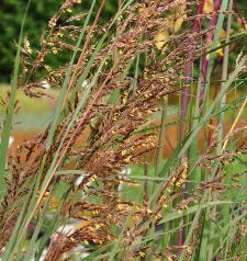 Sorghastrum nutans 'Indian Steel'