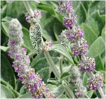 Stachys Byzantina 'Big Ears' vn