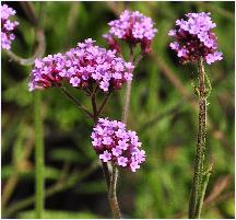 Verbena bonariensis 'Lollipop'