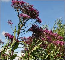 Vernonia gigantea vn