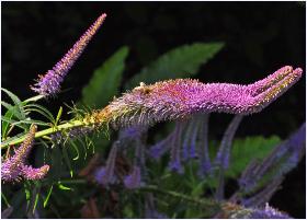 Veronicastrum virginicum 'Fascination' vn