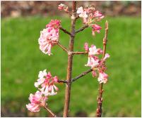 ViburnumxbodnantenseCharlesLamontflowers
