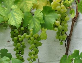Vitis vinifera 'Vroege van der Laan' -  oud ras vroege  witte buitendruif